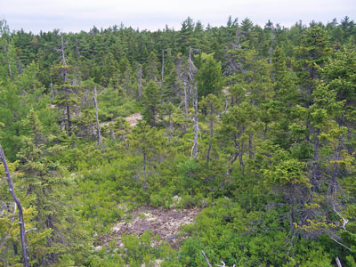 Maine Natural Program, Natural Community Fact Sheet for Spruce - Pine Woodland