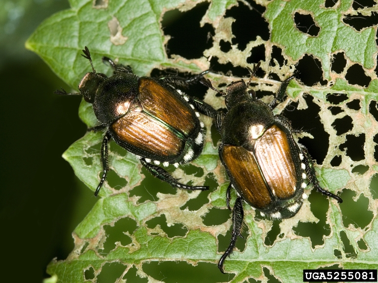 Japanese Beetle: Got Pests? : Board of Pesticides Control: Maine DACF