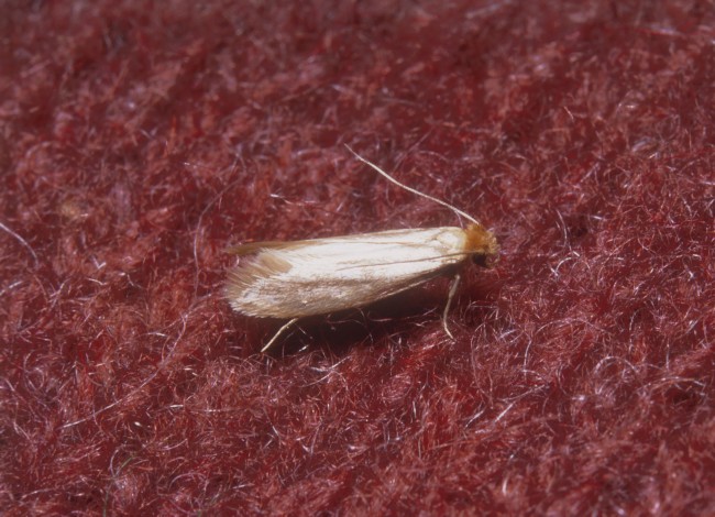 Clothes Moth Identification 