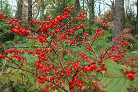 Barberry, an invasve plant with red berries.