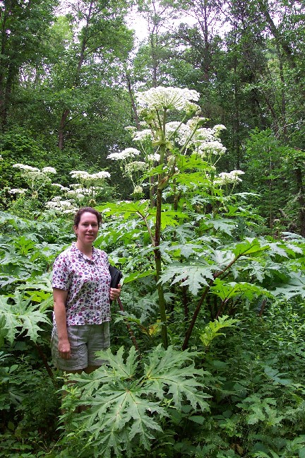 Giant and Lookalikes: Giant Hogweed: APH: Maine ACF