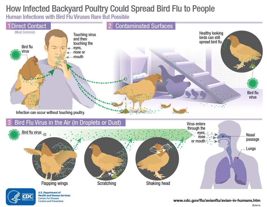Pearl Mcbride News Avian Influenza Clinical Signs In Birds