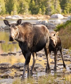 Mother Moose and Calf in Woods.
