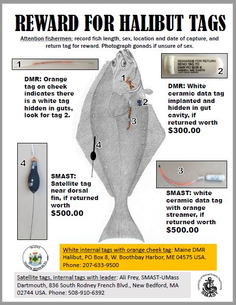 Atlantic Halibut Research Tags and Rewards