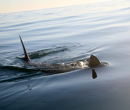 Maine Shark Fishing Trips: Maine Saltwater Fishing For Sharks