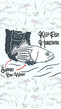 Kepp fish horizontal