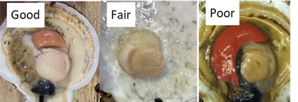 Images of a good quality scallop, fair quality scallop, and a poor quality scallop.