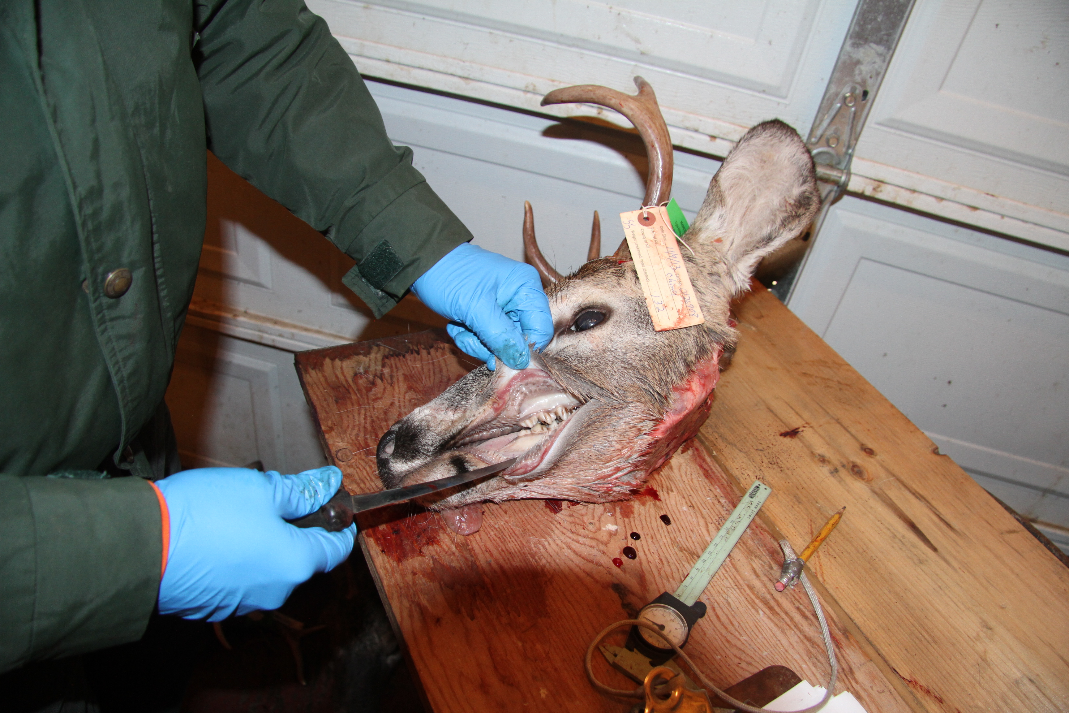 deer locker 11-12-2013-004