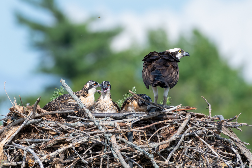An adult osprey looks out from a large stick nest which holds three nestling osprey.