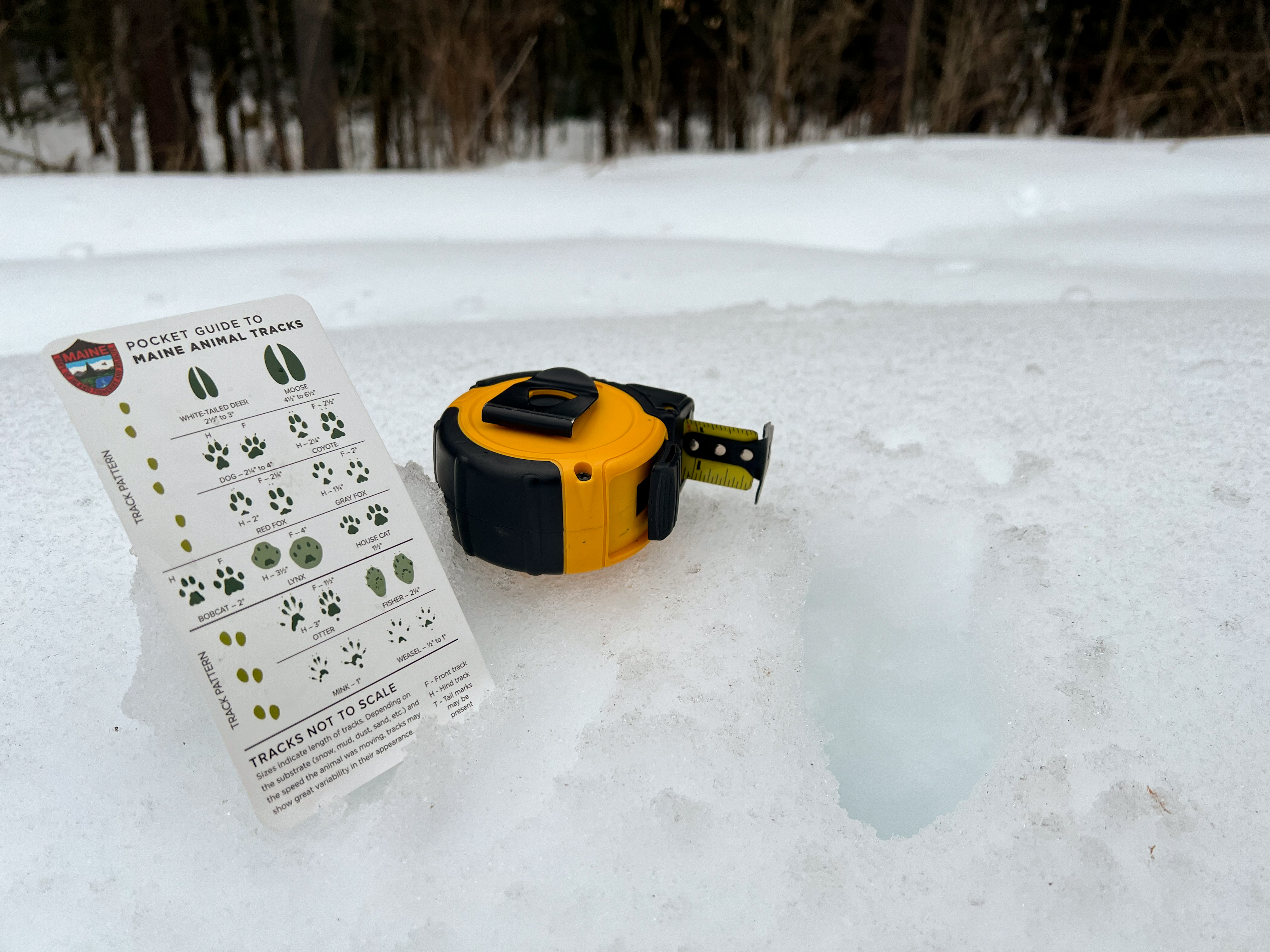 A measuring tape and a MDIFW track card in the snow.