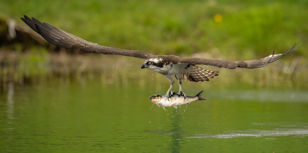 An osprey flying with its long wings outstretched just above the water's surface where it just captured a fish now held in its curved talons