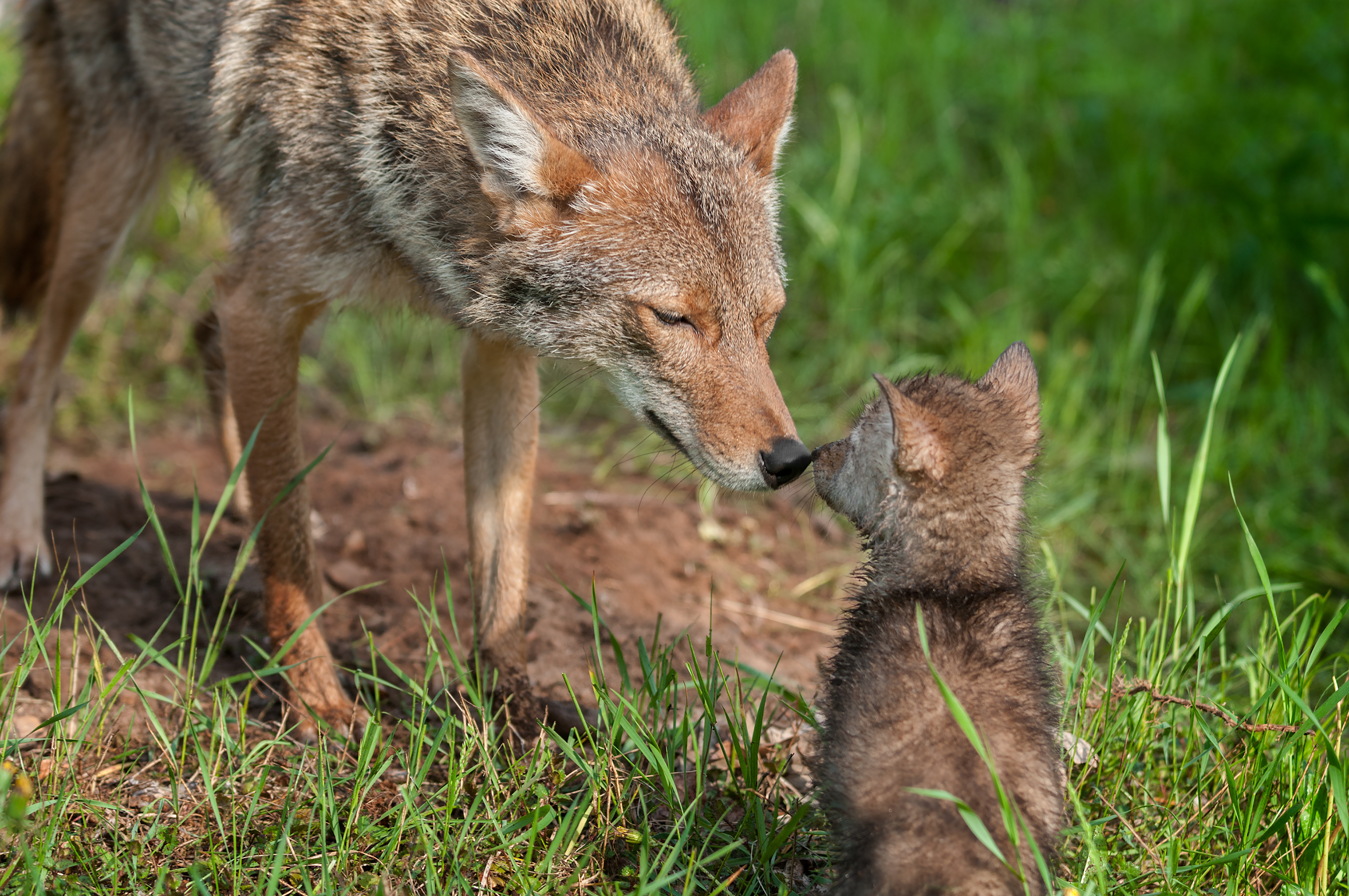 An adult coyote touching noses with a coyote pup.