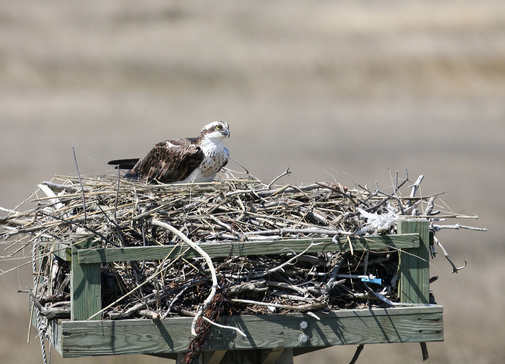 An osprey building a nest in a human-made nest box structure on a pole.