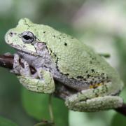 gray treefrog