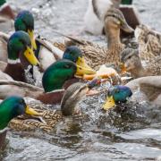 mallards eating bread