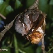 red bats