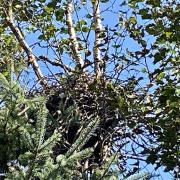 Vacant great blue heron nest.