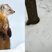 marten tracks