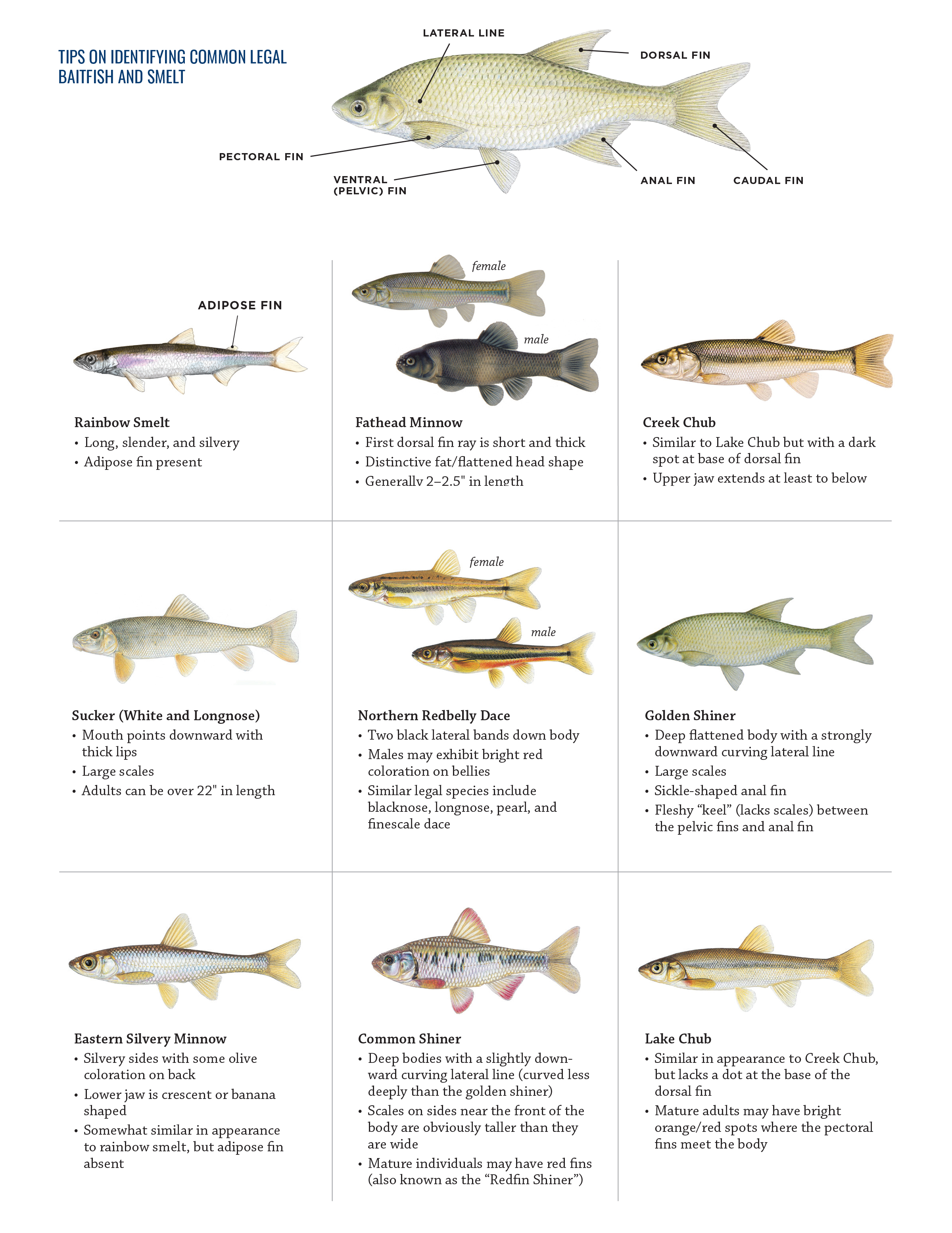 Warman's Fishing Lures Field Guide: Values And Identification