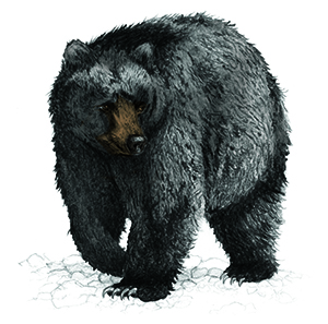 Maine Black Bears - Wikipedia
