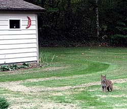 Il n'est Pas Rare de Trouver des Lynx Roux dans des Zones Ouvertes