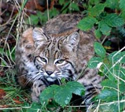 Bobcat Perseguição de Presas Foto: Peggy Faranda