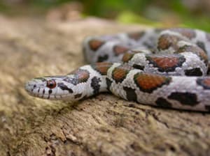 Snakes Living With Wildlife Wildlife Human Issues Wildlife