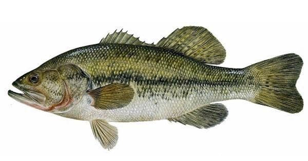 Largemouth Bass: Species Information: Fisheries: Fish & Wildlife
