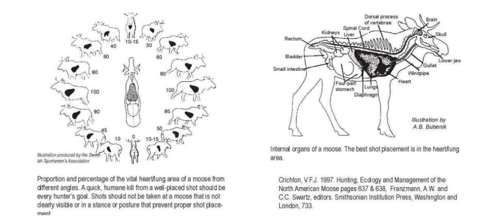 Maine Moose Hunting Hunting Resources Hunting Trapping Maine