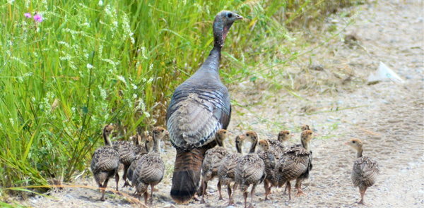 Evicting Animals From Buildings: How to Avoid or Resolve a Wildlife  Conflict: Living with Wildlife: Wildlife: Fish & Wildlife: Maine Dept of  Inland Fisheries and Wildlife