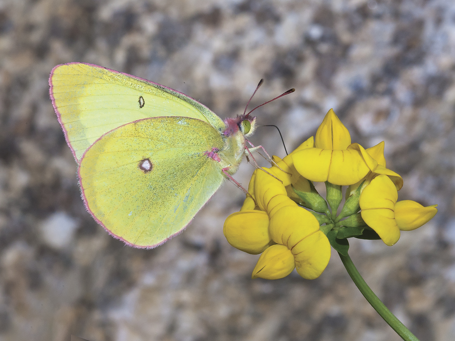 Pink-edged Sulphur Butterfly photo by Bryan Pfeiffer